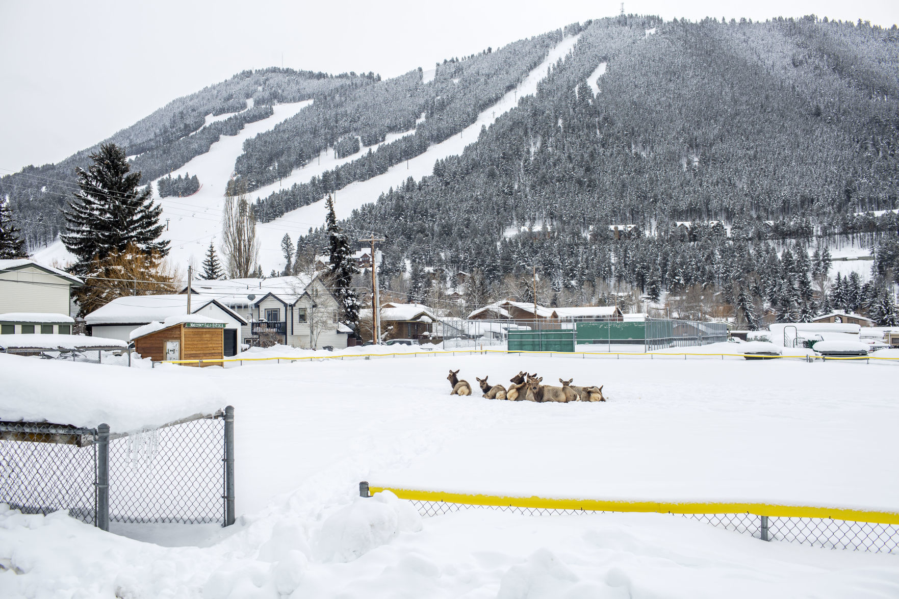 Elk at Mateosky Field